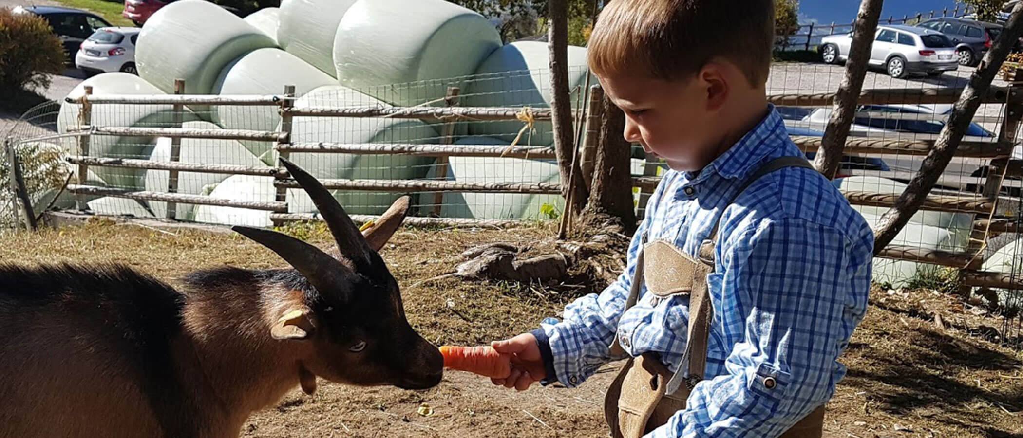 Animals on the farm - boy gives goat something to eat - Hotel Amaten