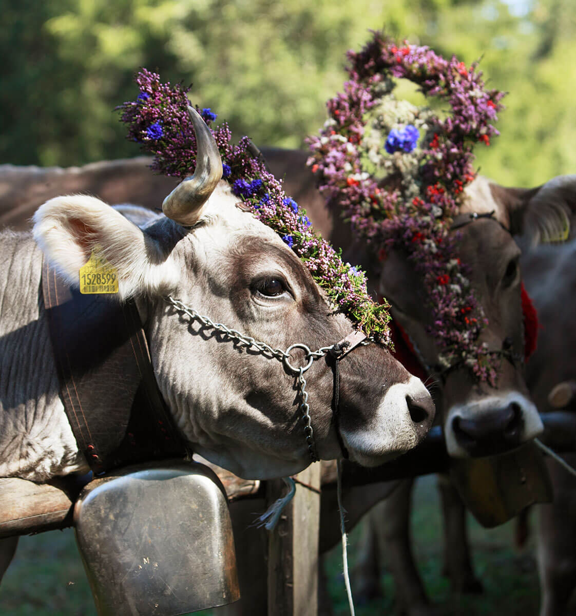 Almabtrieb - mucche con copricapo - dettaglio - Hotel Amaten