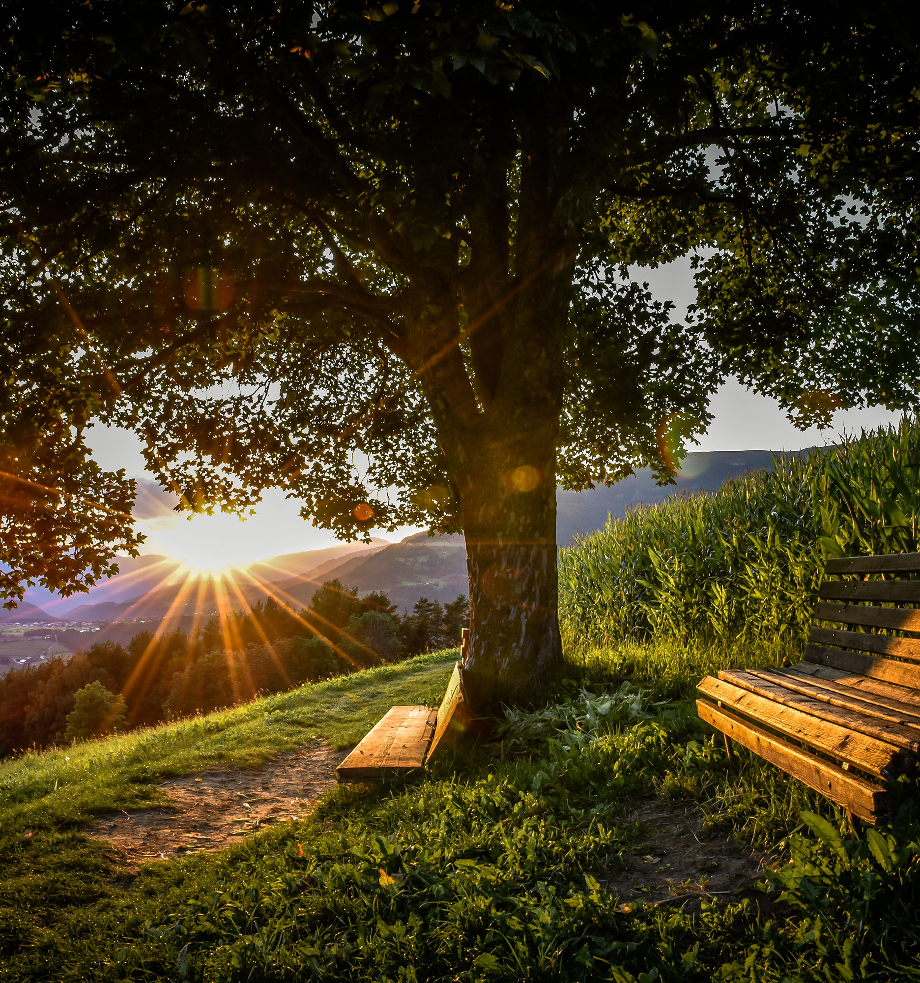 Special Place - Ahornbaum mit Holzbank - Hotel Amaten