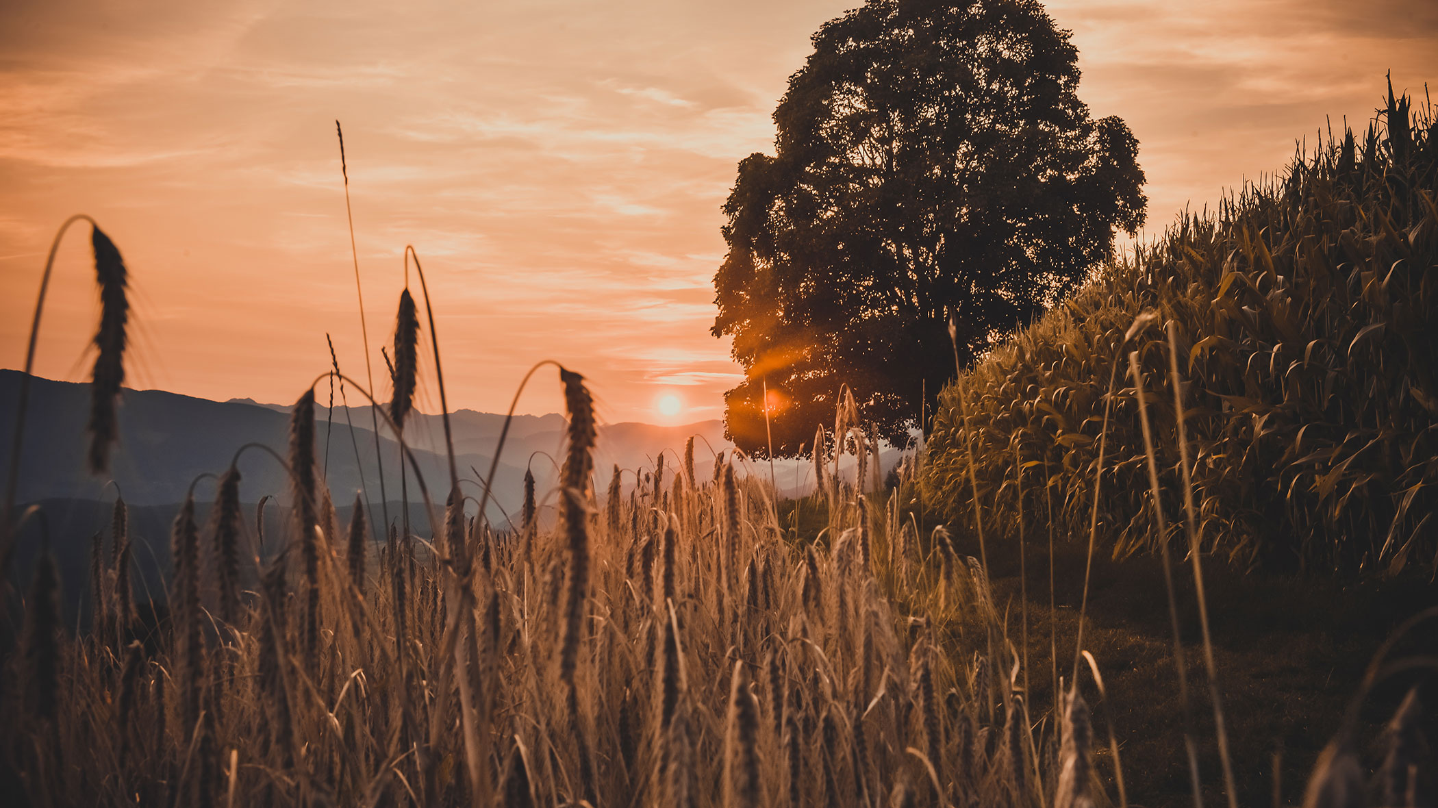Ahornbaum im Sonnenuntergang - Hotel Amaten