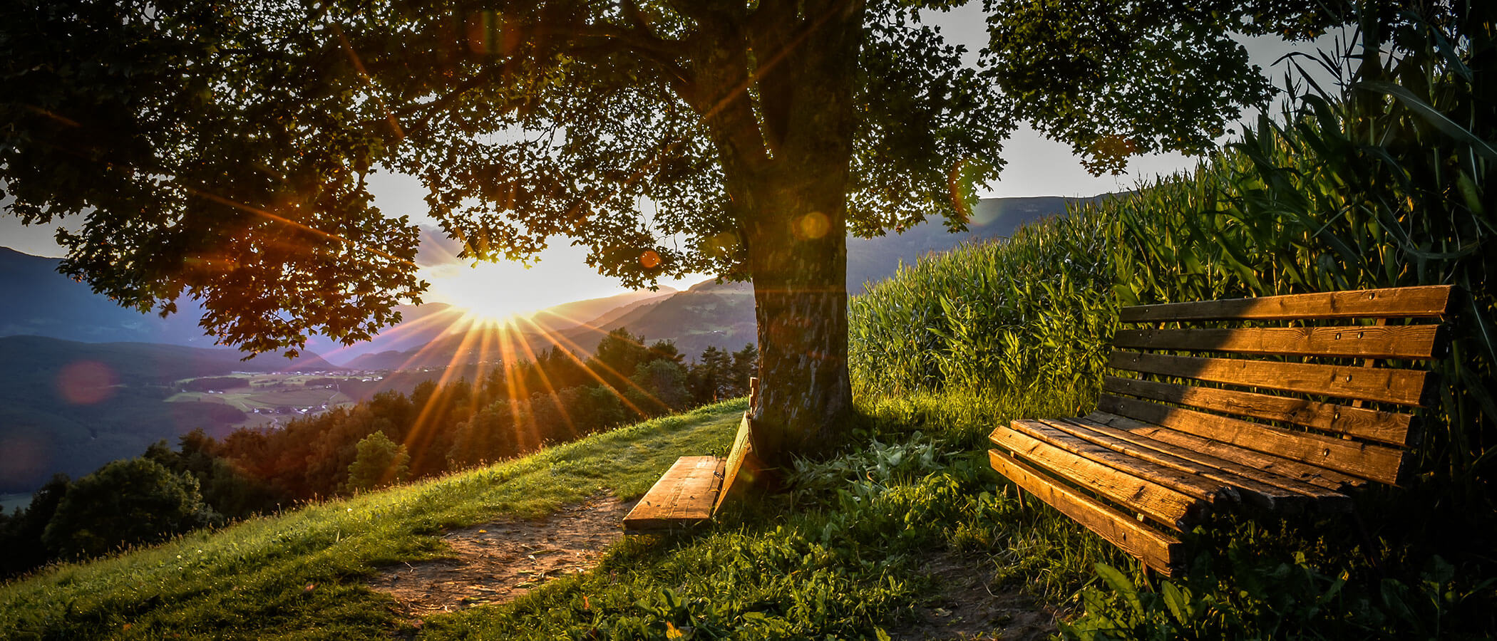 Albero dell'amore con panchina in legno - formato orrizontale- Hotel Amaten