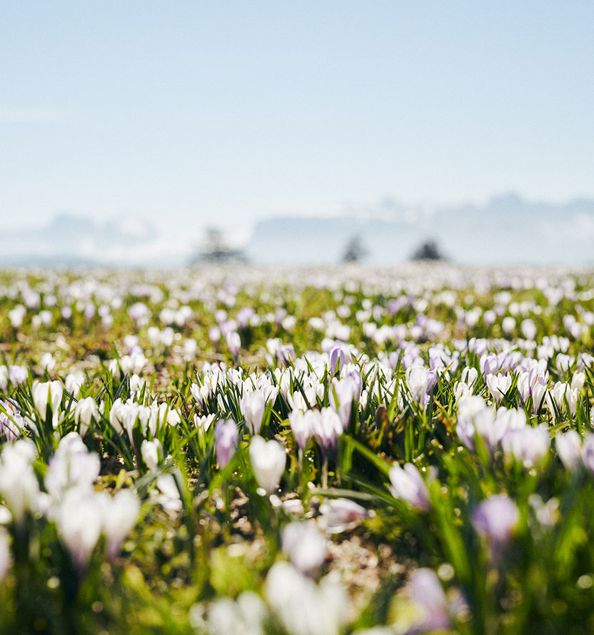 Frühling im Pustertal - Blumenmeer - Hotel Amaten
