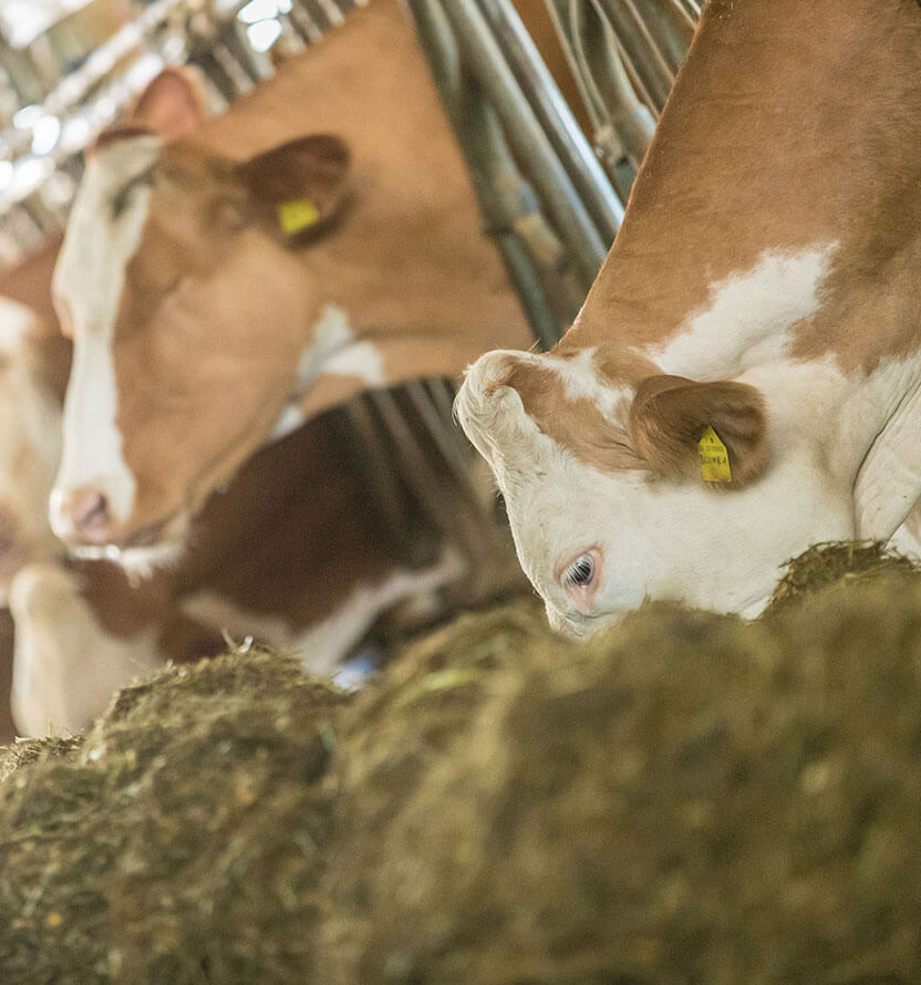 Farm and animals - cows eating hay - Hotel Amaten